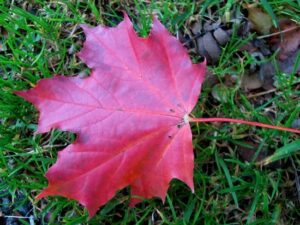 Středa přinesla ojediněle letní teploty
