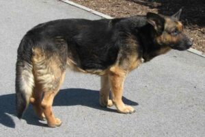 Útulek pro opuštěné a nalezené psy Strakonicka a Písecka