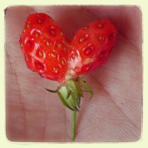 S jahodami začíná léto