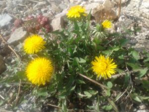 Kvetoucí pampelišky zasype sníh